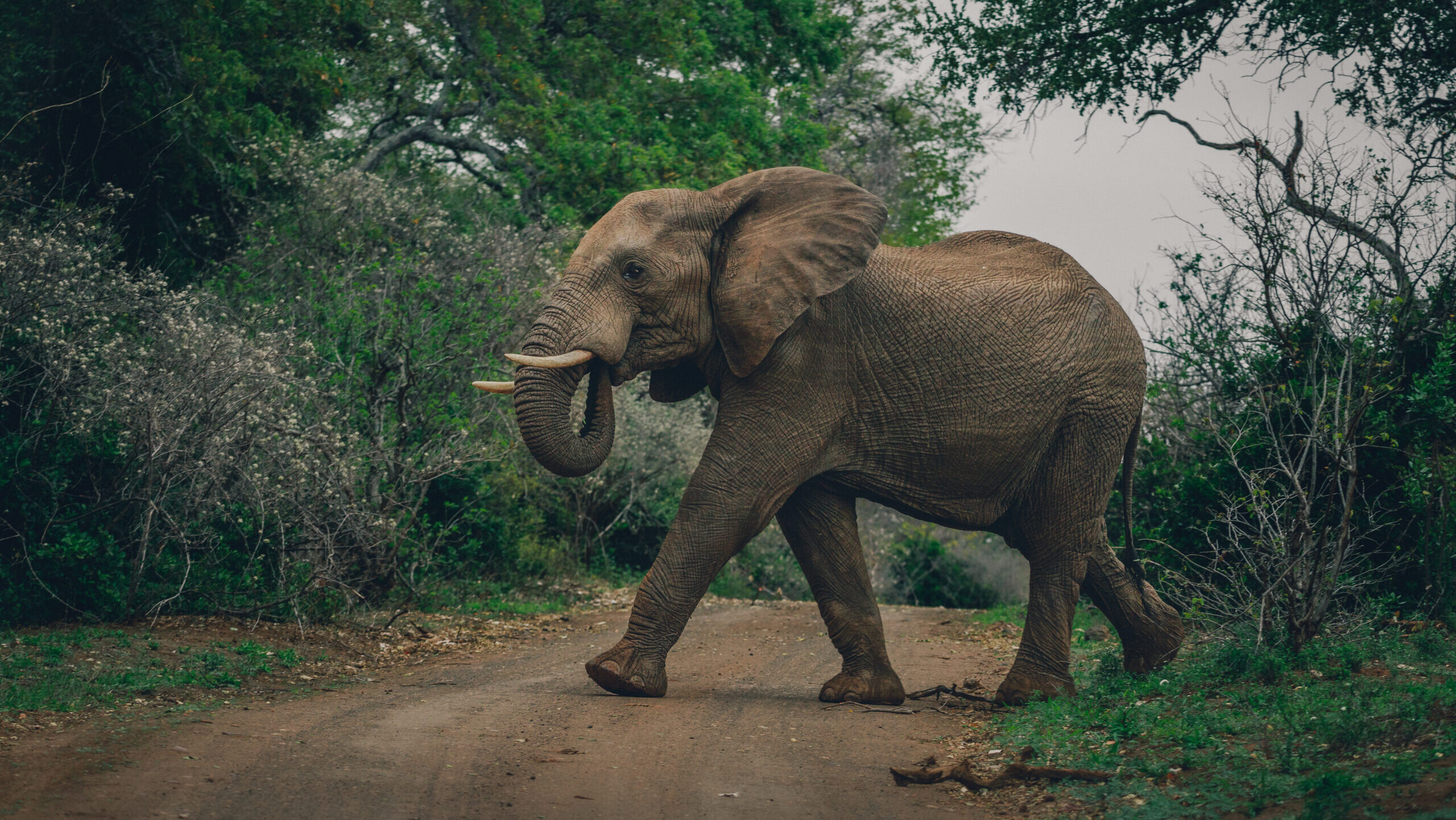 An elephant crosses a path — the understanding that emerges between perspectives